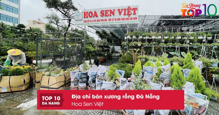 Hoa-sen-viet-top10danang