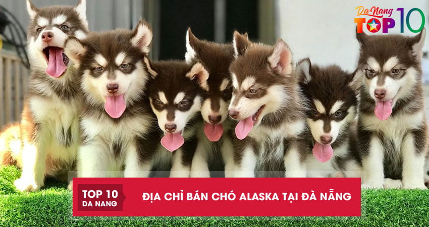 Top-5-dia-chi-ban-cho-alaska-tai-da-nang-giong-tot-khoe-manh-top10danang