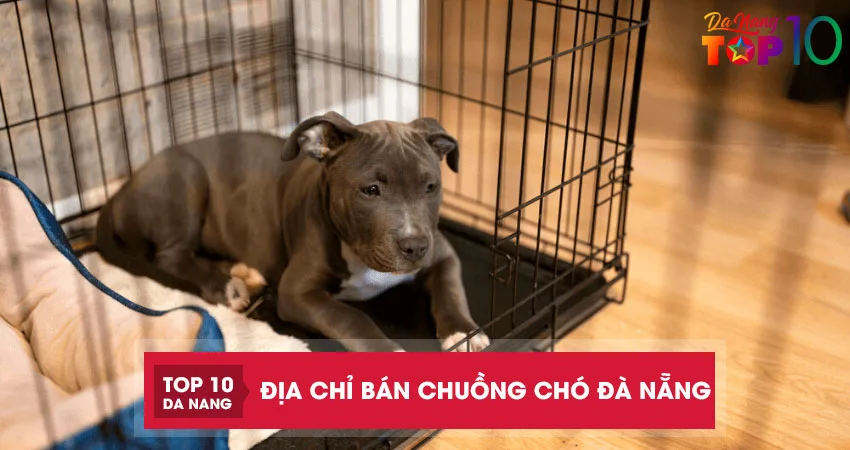 Top 10 địa chỉ bán chuồng chó Đà Nẵng giá rẻ các Sen nên biết