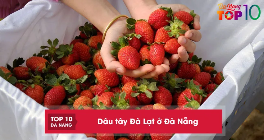 Top-5-cua-hang-ban-dau-tay-da-lat-o-da-nang-ngon-ngot-top10danang