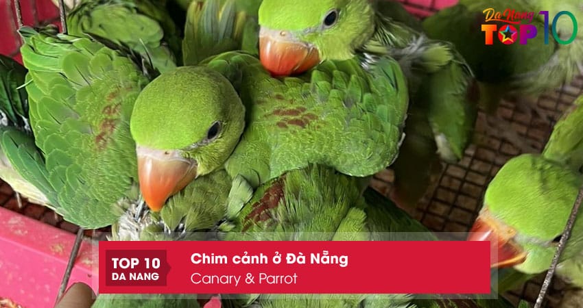 Canary-parrot-top10danang