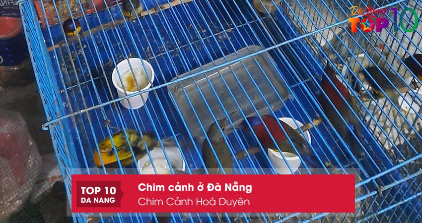 Chim-canh-hoa-duyen-top10danang