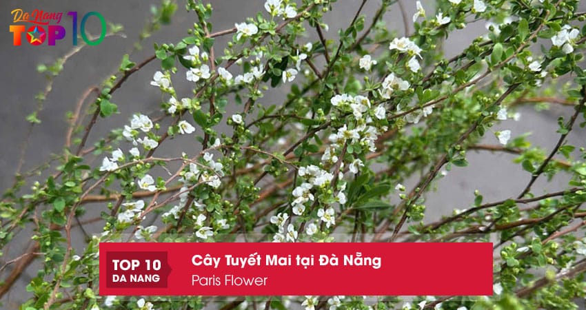 Paris-flower-top10danang