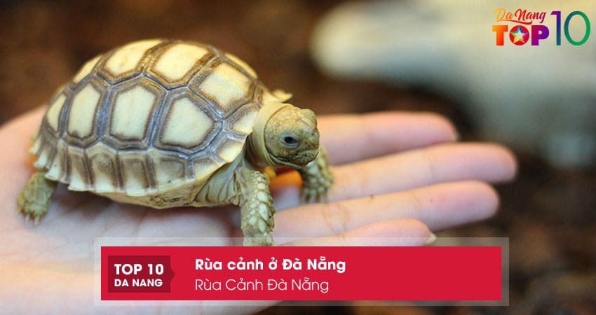 Rua-canh-da-nang-top10danang