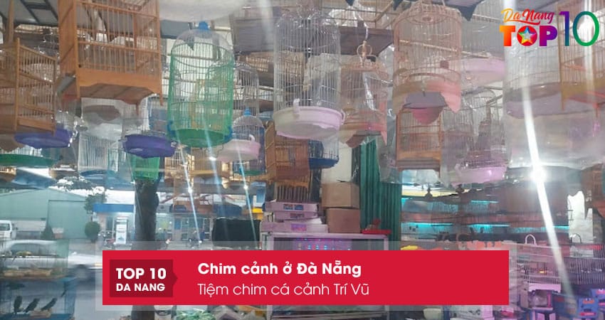 Tiem-chim-ca-canh-tri-vu-top10danang