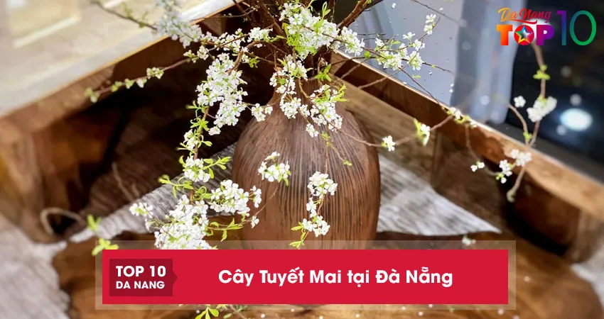 Top-10-dia-chi-ban-cay-tuyet-mai-tai-da-nang-chung-tet-dep-nhieu-nu-top10danang