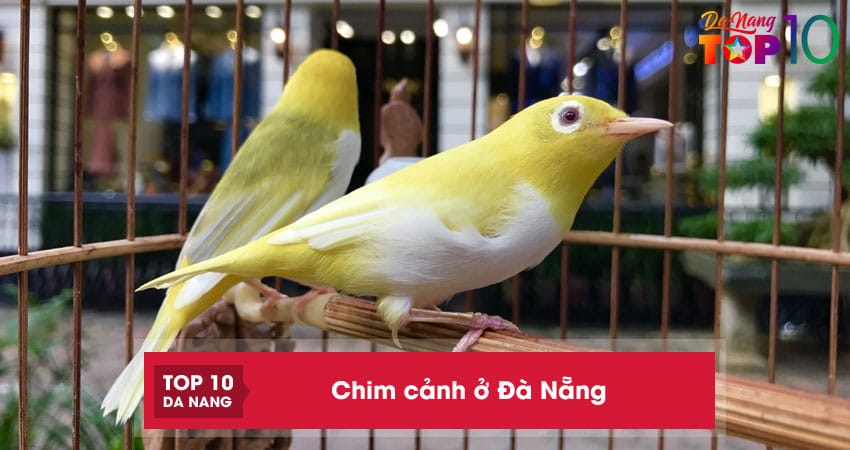 Top 10 địa chỉ bán chim cảnh ở Đà Nẵng đẹp, đa dạng chủng loài