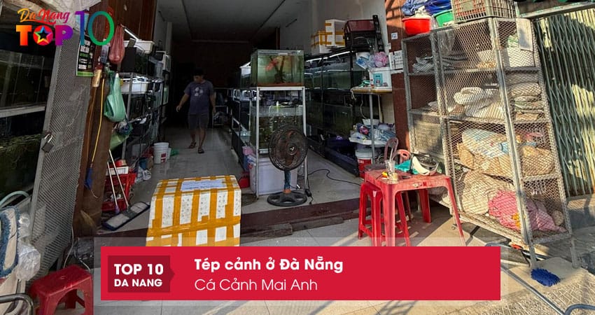 Ca-canh-mai-anh-top10danang