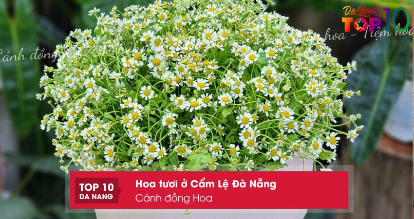 Canh-dong-hoa-top10danang