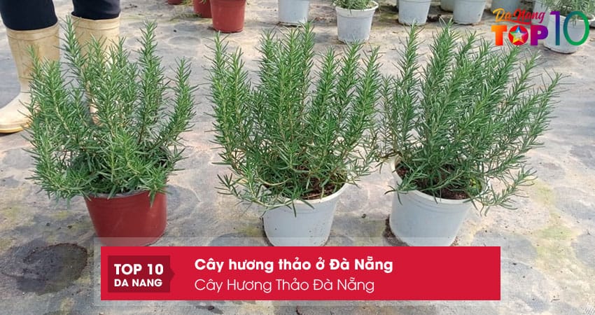 Cay-huong-thao-da-nang-top10danang