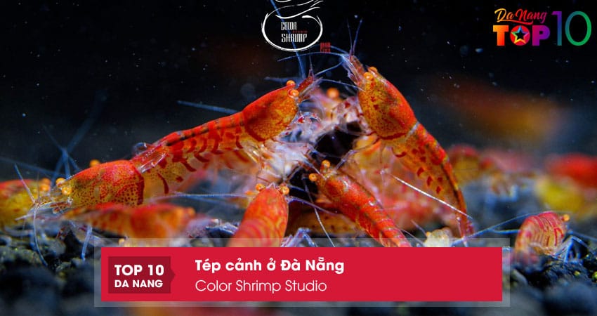 Color-shrimp-studio-top10danang