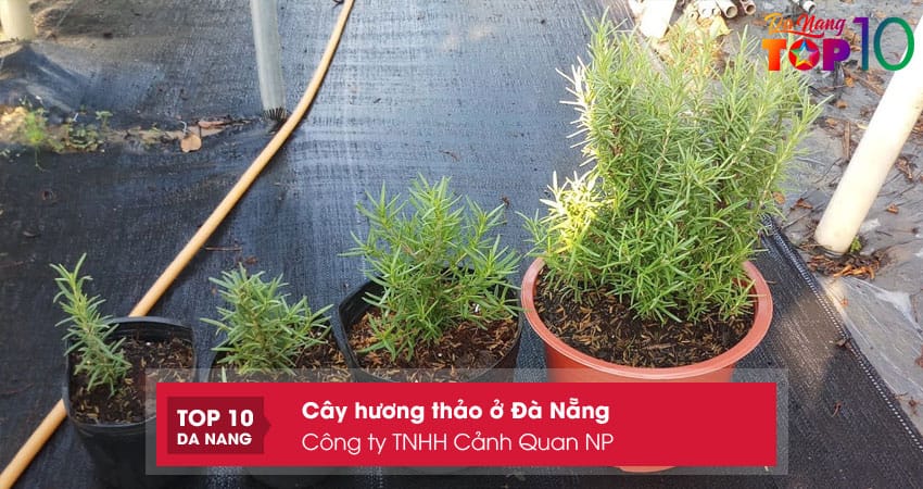 Cong-ty-tnhh-canh-quan-np-top10danang