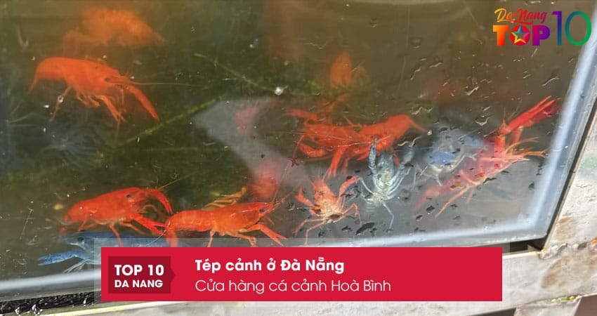 Cua-hang-ca-canh-hoa-binh-top10danang