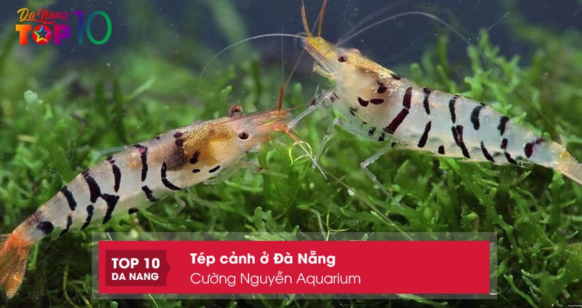 Cuong-nguyen-aquarium-top10danang