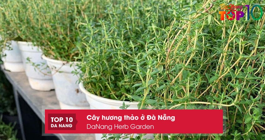 Danang-herb-garden-top10danang