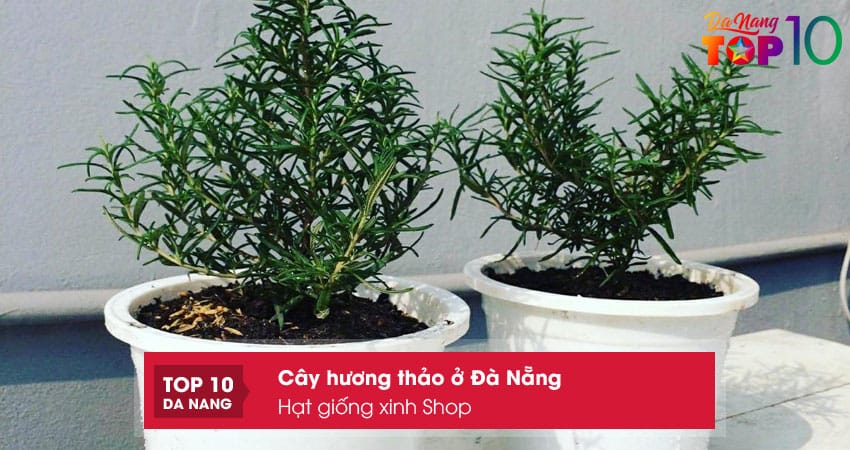 Hat-giong-xinh-shop-top10danang