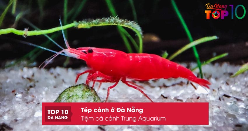 Tiem-ca-canh-trung-aquarium-top10danang