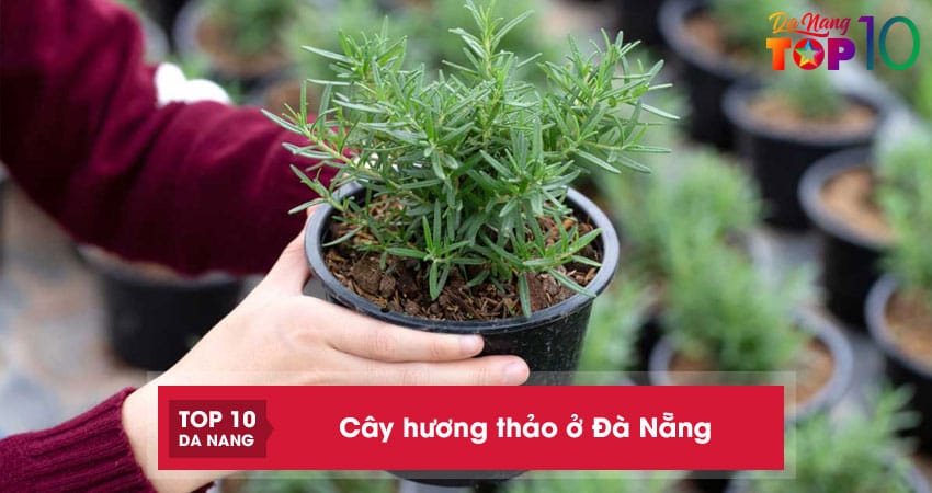 Top-10-dia-chi-ban-cay-huong-thao-o-da-nang-de-trong-gia-tot-top10danang