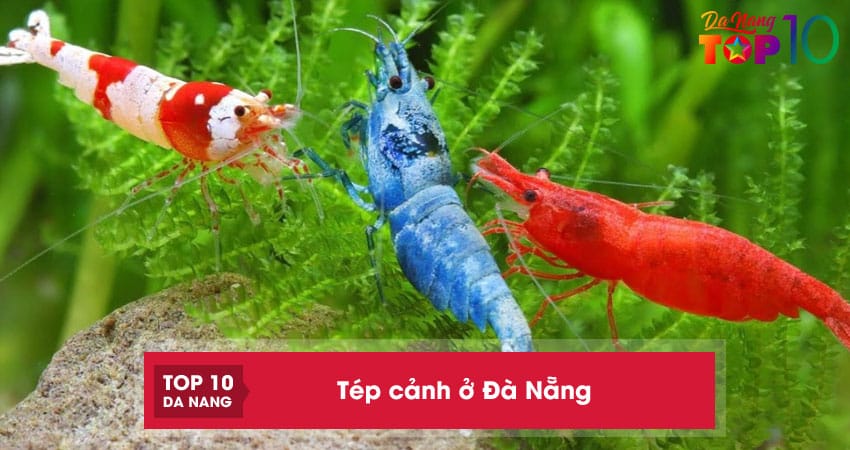 Top 10 địa chỉ bán tép cảnh ở Đà Nẵng đẹp rẻ, đa dạng chủng loại