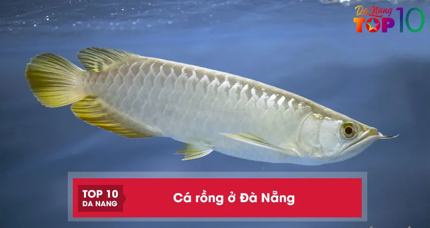 Top-5-dia-chi-ban-ca-rong-o-da-nang-sieu-dep-khoe-manh-top10danang