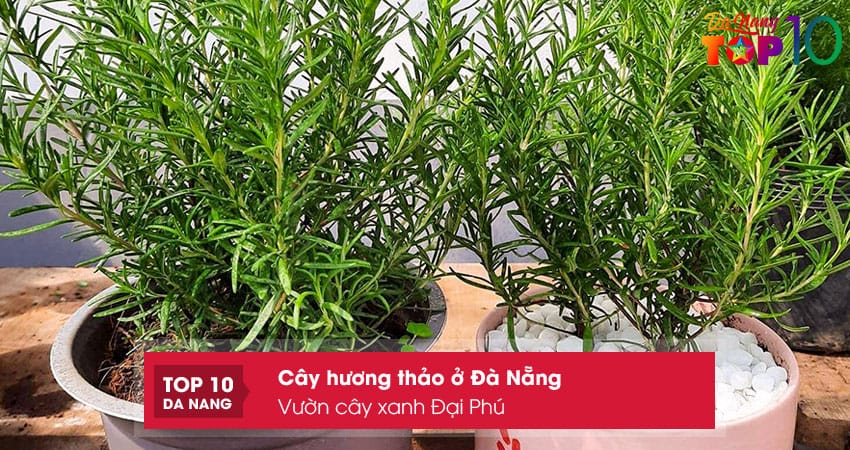 Vuon-cay-xanh-dai-phu-top10danang