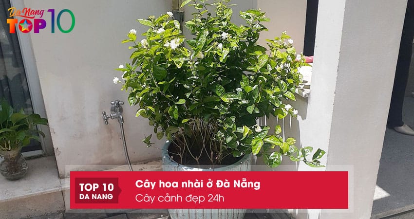 Cay-canh-dep-24h-top10danang