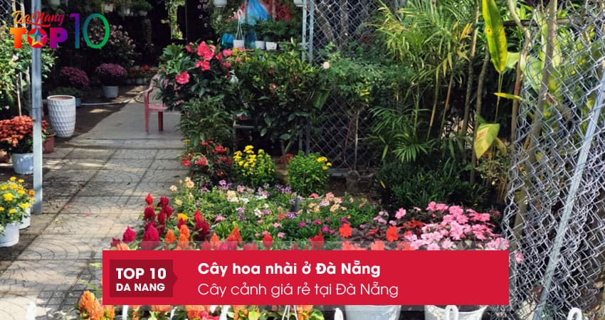 Cay-canh-gia-re-tai-da-nang-top10danang