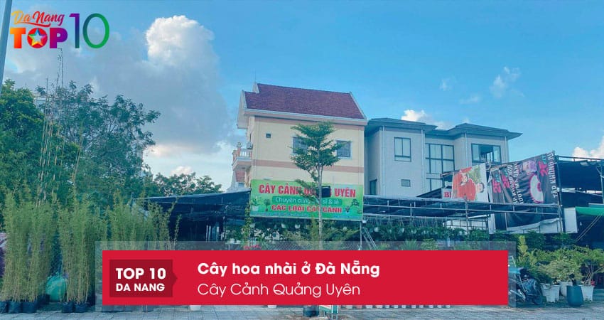 Cay-canh-quang-uyen-top10danang