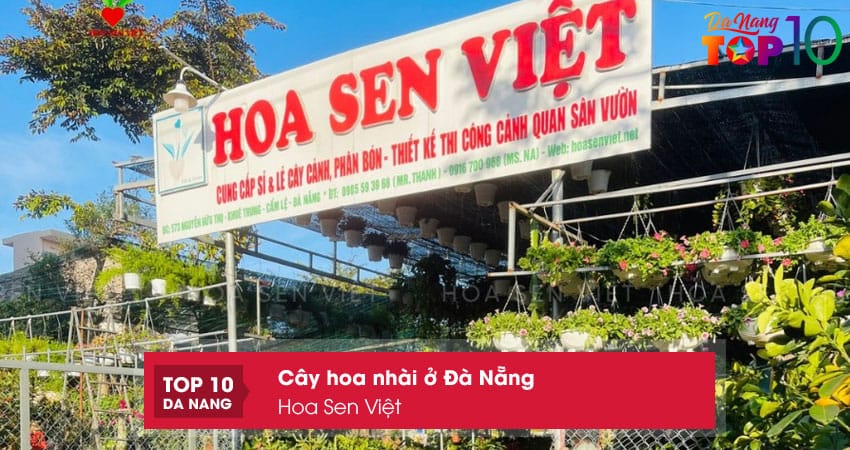 Hoa-sen-viet-top10danang