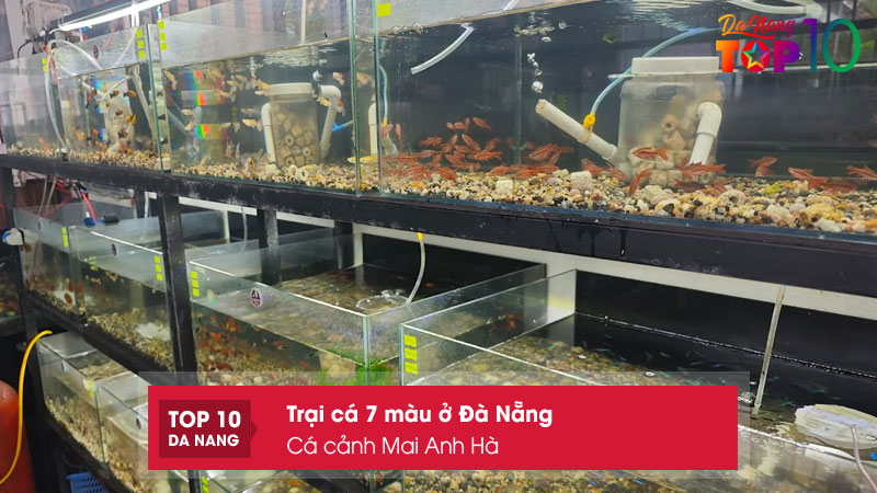 Ca-canh-mai-anh-ha-top10danang