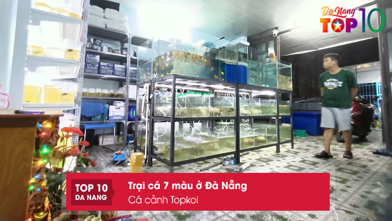 Ca-canh-topkoi-top10danang