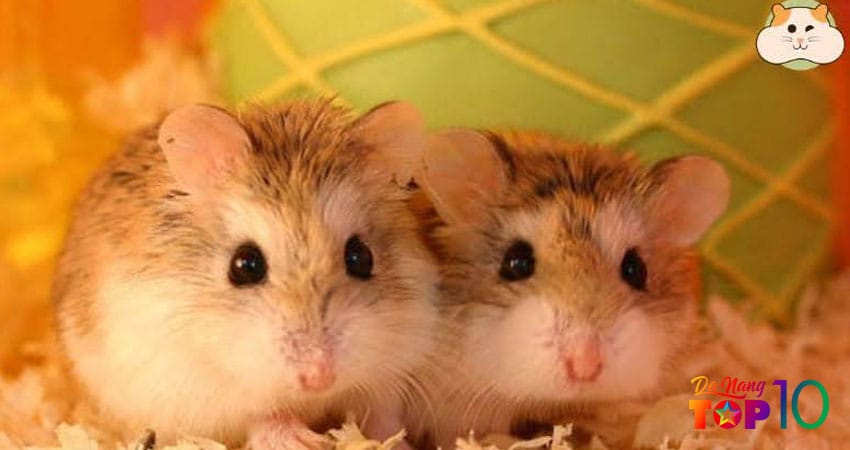 Uu-diem-cua-website-nuoi-hamster-top10danang