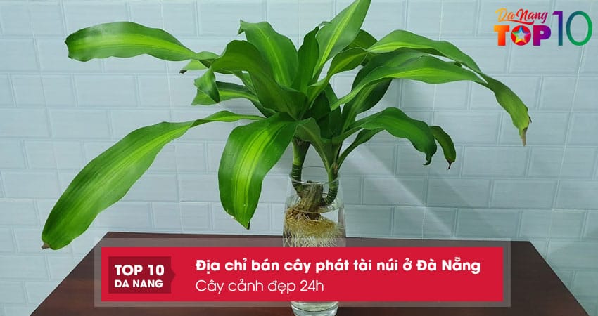 Cay-canh-dep-24h-top10danang