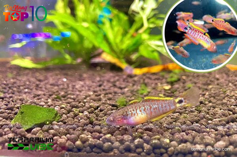 Ca-bong-dac-diem-moi-truong-song-va-tap-tinh-pho-bien-2-top10danang