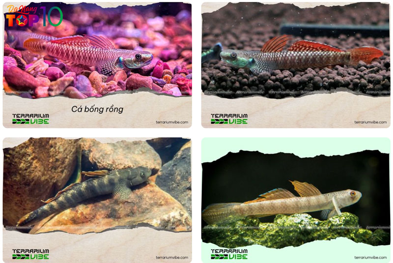 Ca-bong-dac-diem-moi-truong-song-va-tap-tinh-pho-bien-3-top10danang