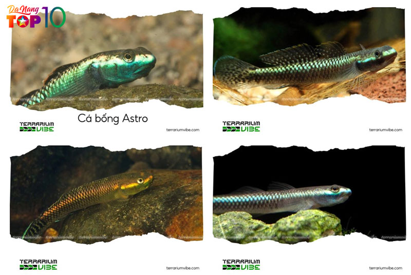 Ca-bong-dac-diem-moi-truong-song-va-tap-tinh-pho-bien-top10danang