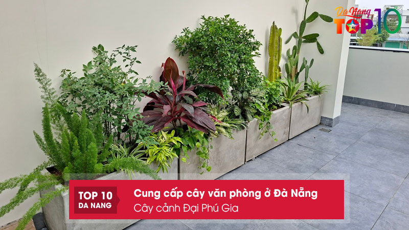 Cay-canh-dai-phu-gia-top10danang