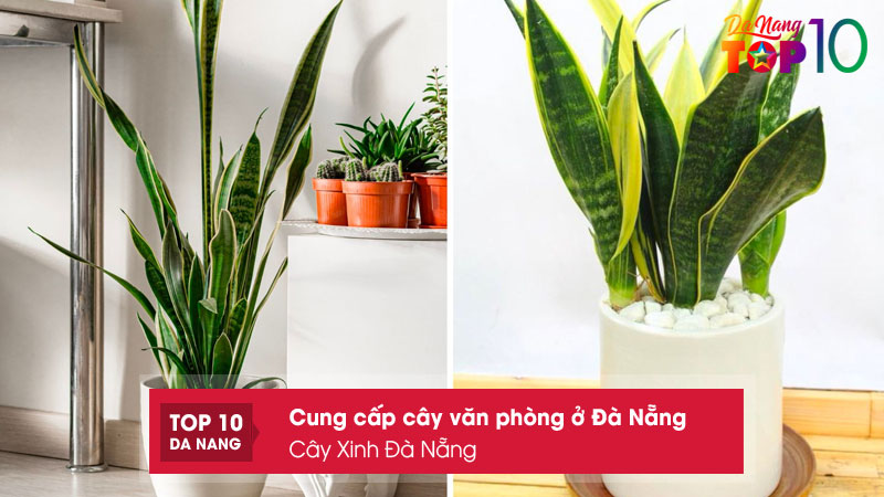 Cay-xinh-da-nang-top10danang