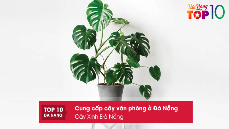 Hoa-sen-viet-top10danang