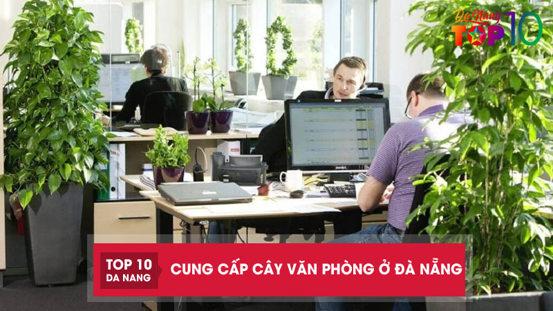 Top-10-dia-chi-cung-cap-cay-van-phong-o-da-nang-dep-de-cham-soc-top10danang