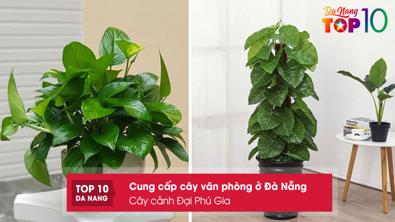 Vuon-cay-dai-phu-top10danang