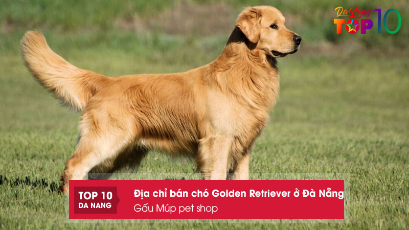 Gau-mup-pet-shop-top10danang