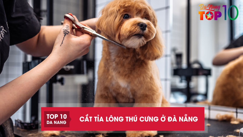 Top-11-dich-vu-cat-tia-long-thu-cung-o-da-nang-uy-tin-tao-kieu-dep-top10danang