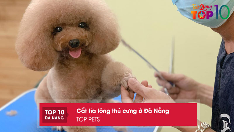 Top-pets-top10danang