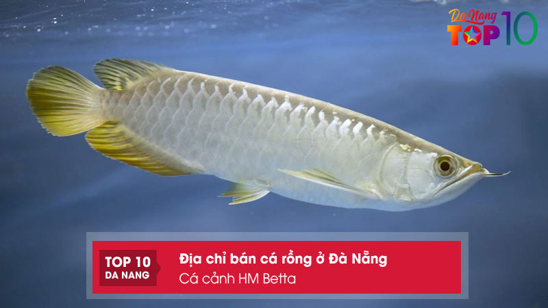 Ca-canh-hm-betta-top10danang