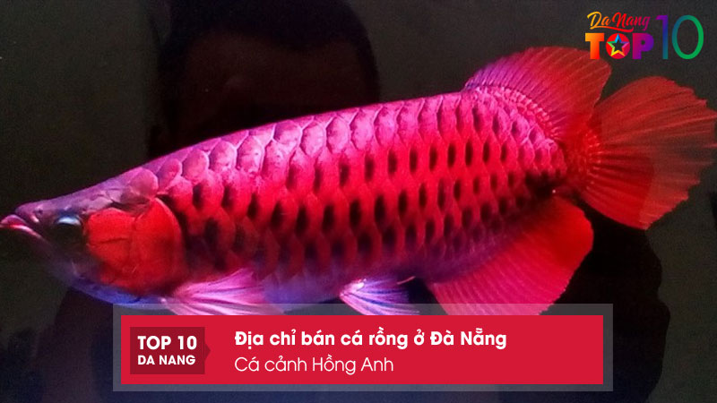 Ca-canh-hong-anh-top10danang