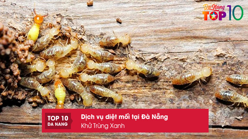 Khu-trung-xanh-top10danang