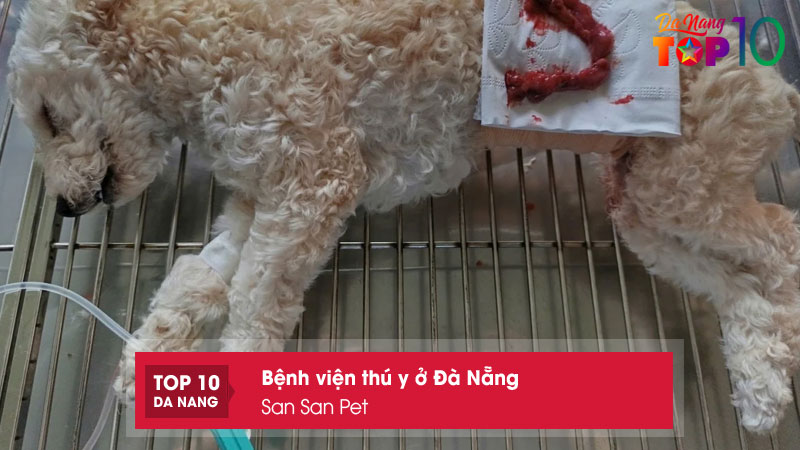 San-san-pet-top10danang