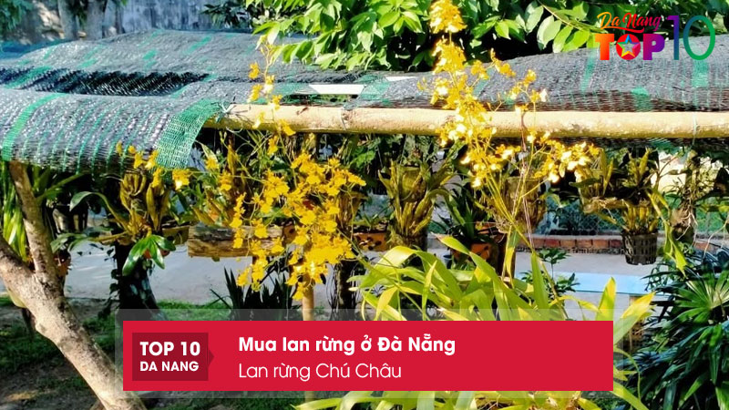 Lan-rung-chu-chau-top10danang