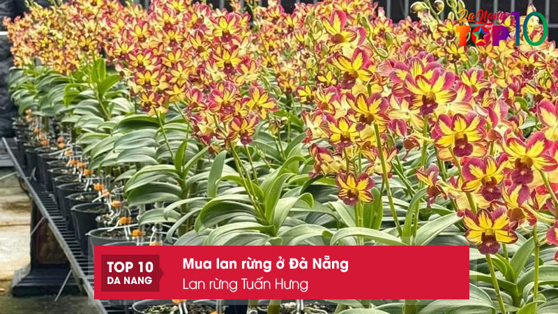 Lan-rung-tuan-hung-top10danang